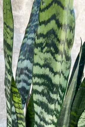 Sansevieria zeylanica 10" medium flower pot  