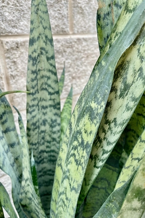 Sansevieria zeylanica 14" medium flower pot  