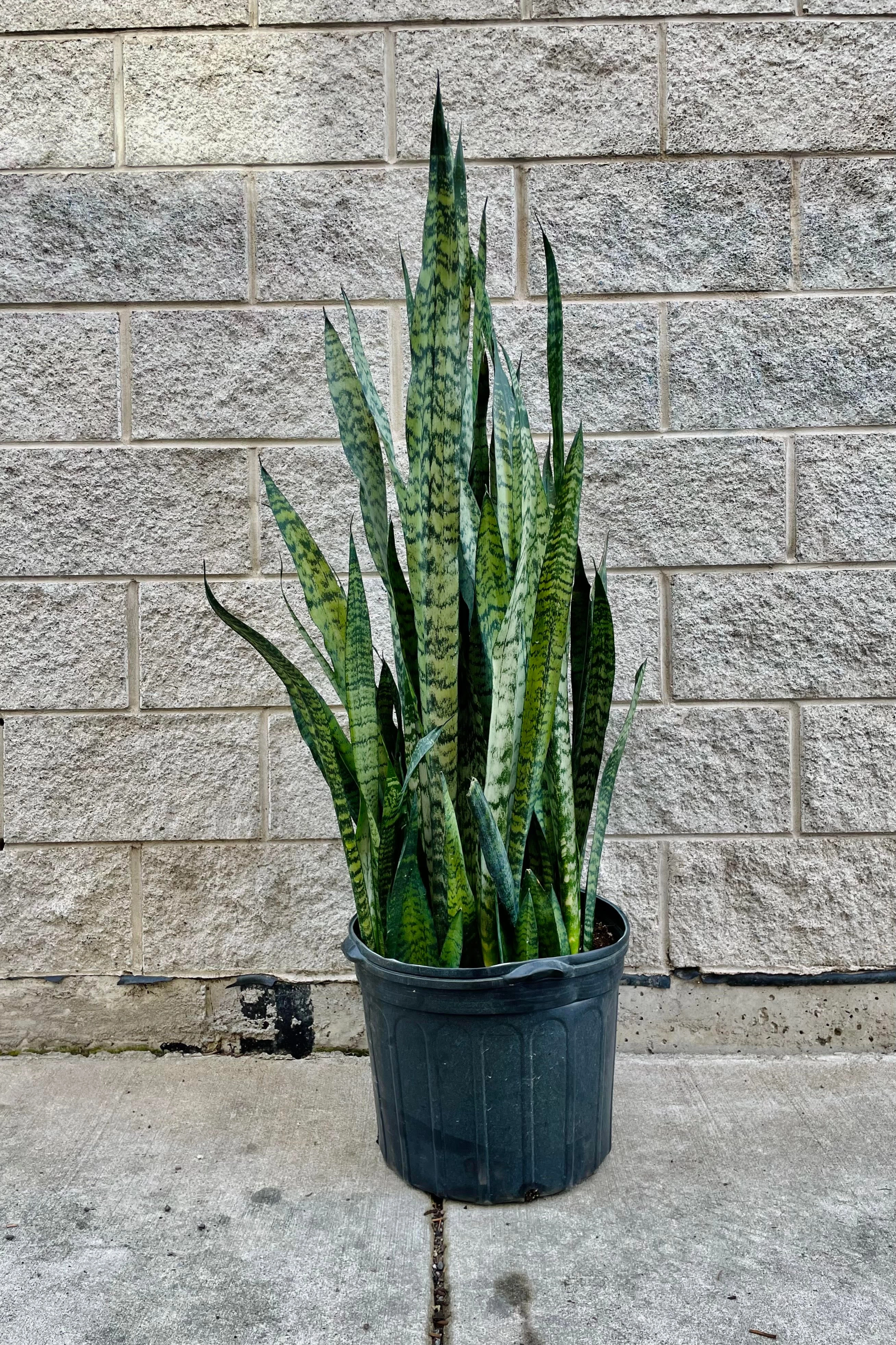 Sansevieria zeylanica 14"