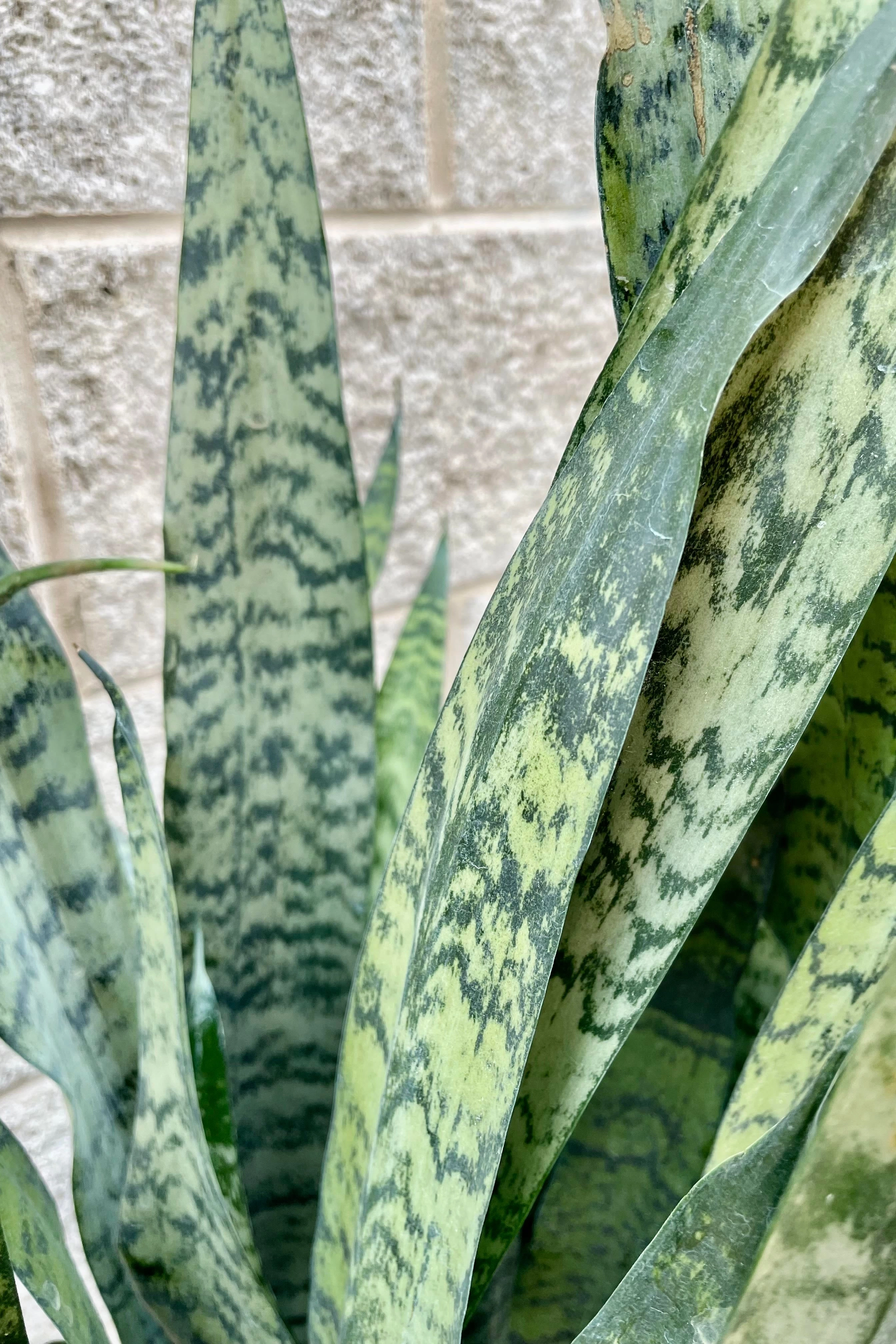 Sansevieria zeylanica 14" medium flower pot  
