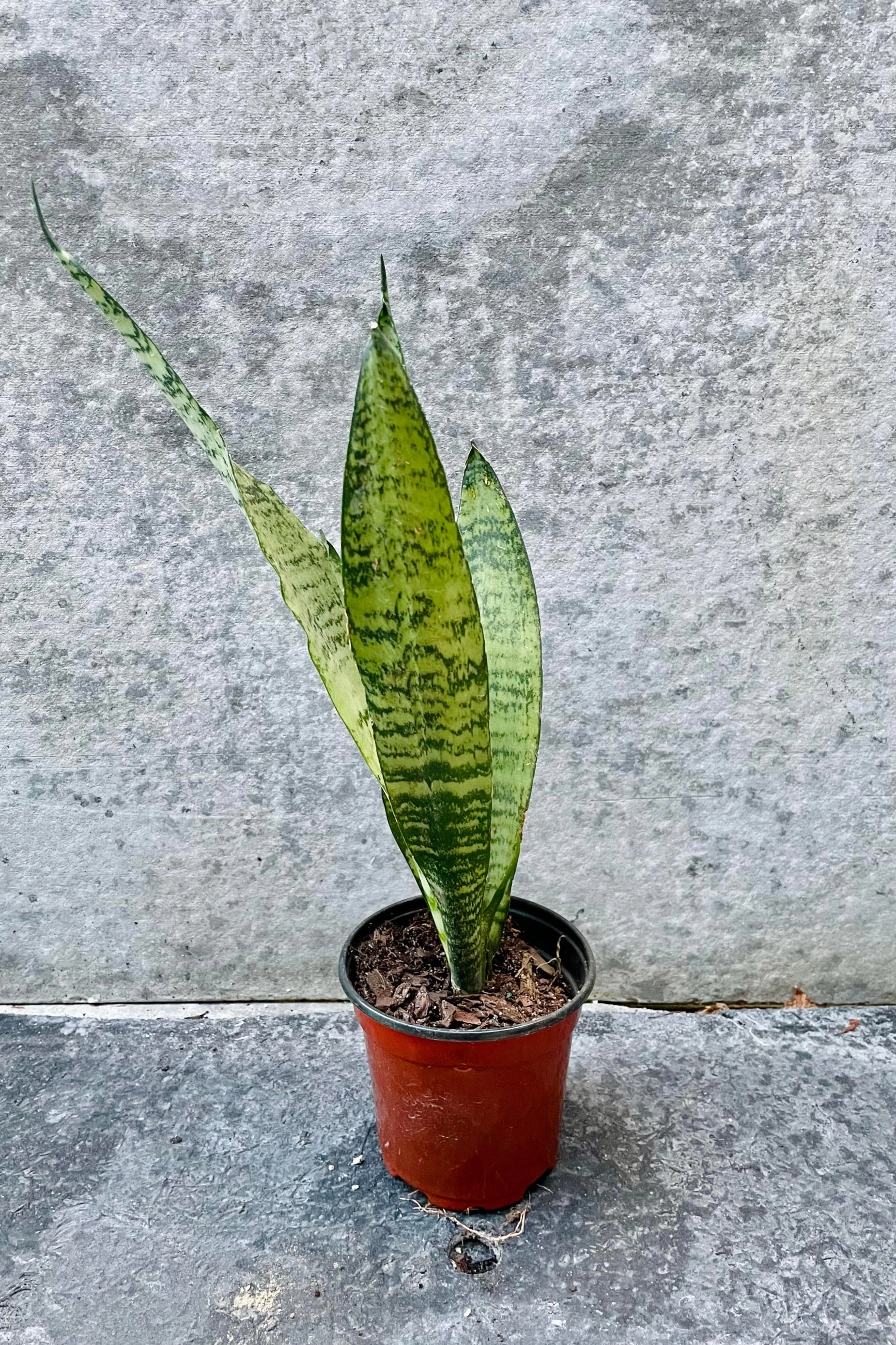 Sansevieria zeylanica 4"