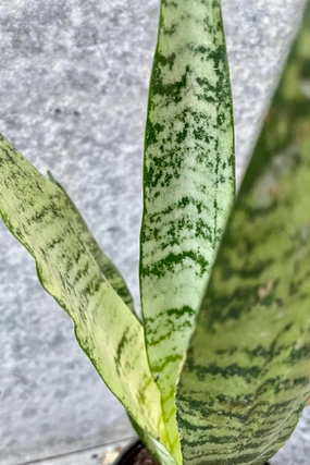Sansevieria zeylanica 4" medium flower pot  