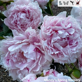 Sarah Bernhardt Peony | Paeonia 'Sarah Bernhardt' traditional flower vase  