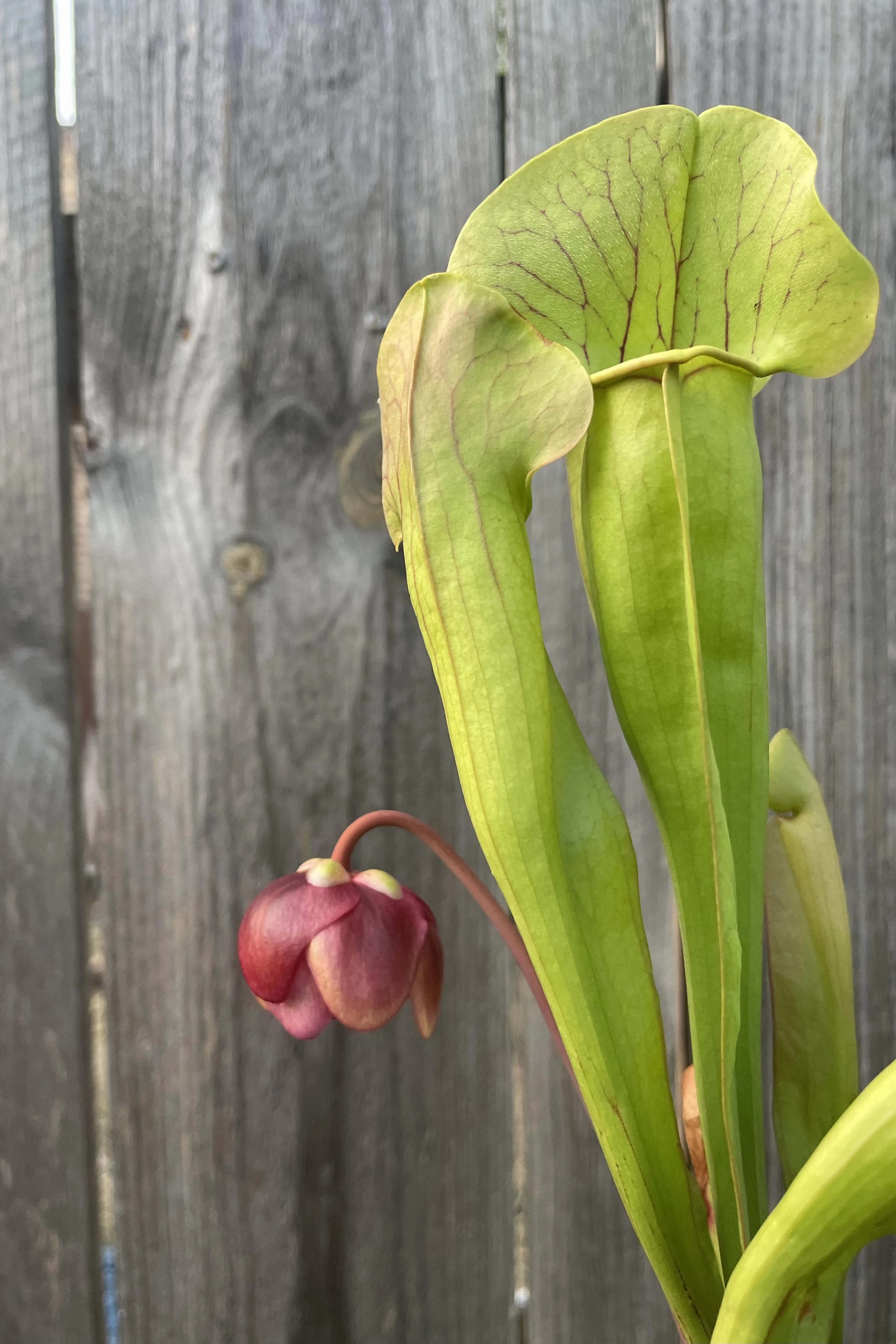 Sarracenia 3"