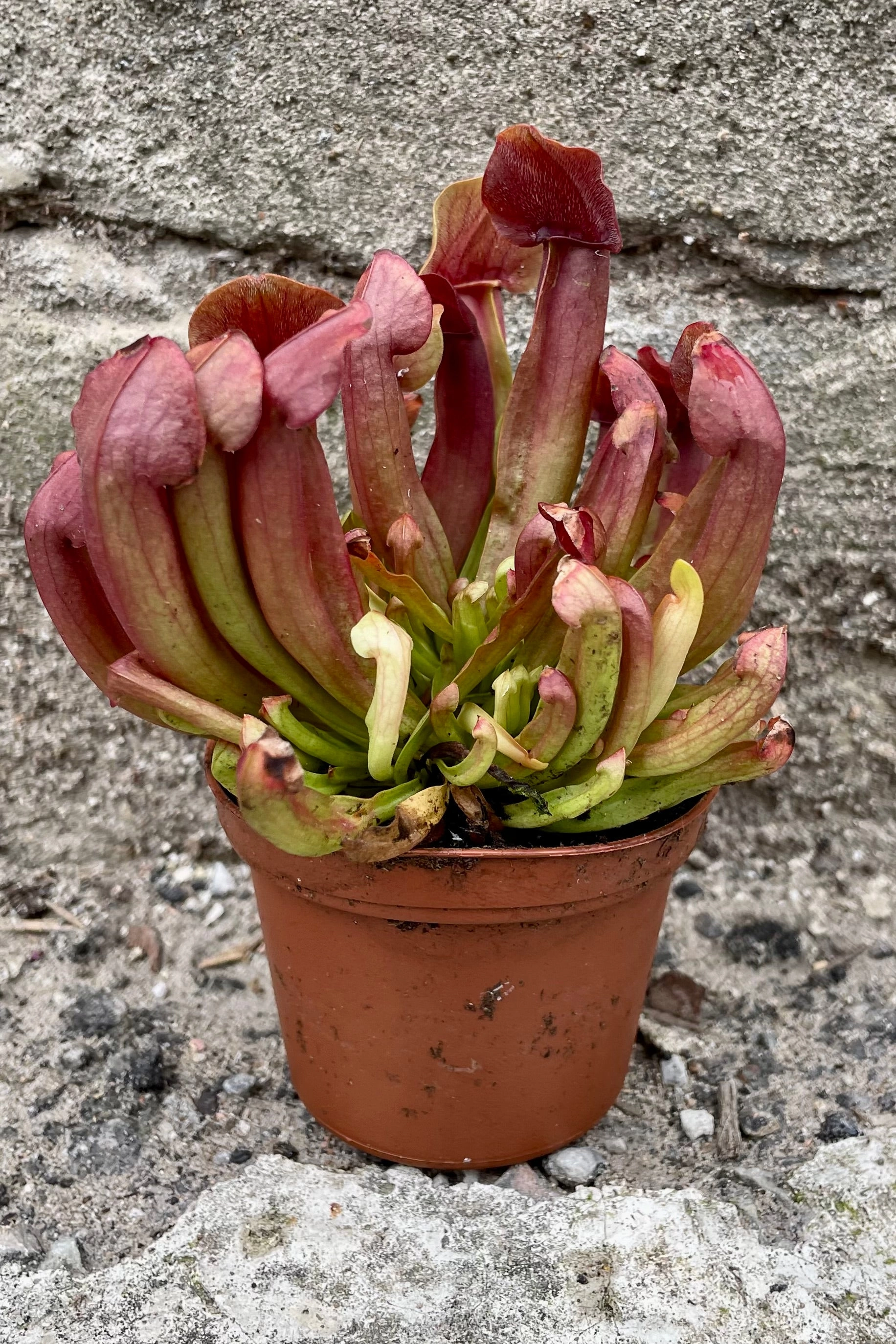 Sarracenia 3"