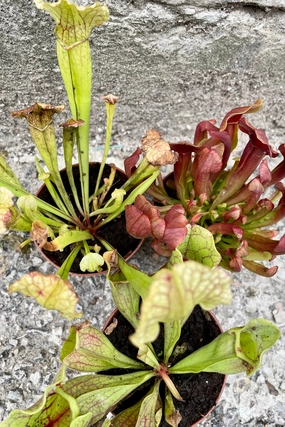 Sarracenia 3" medium flower pot  