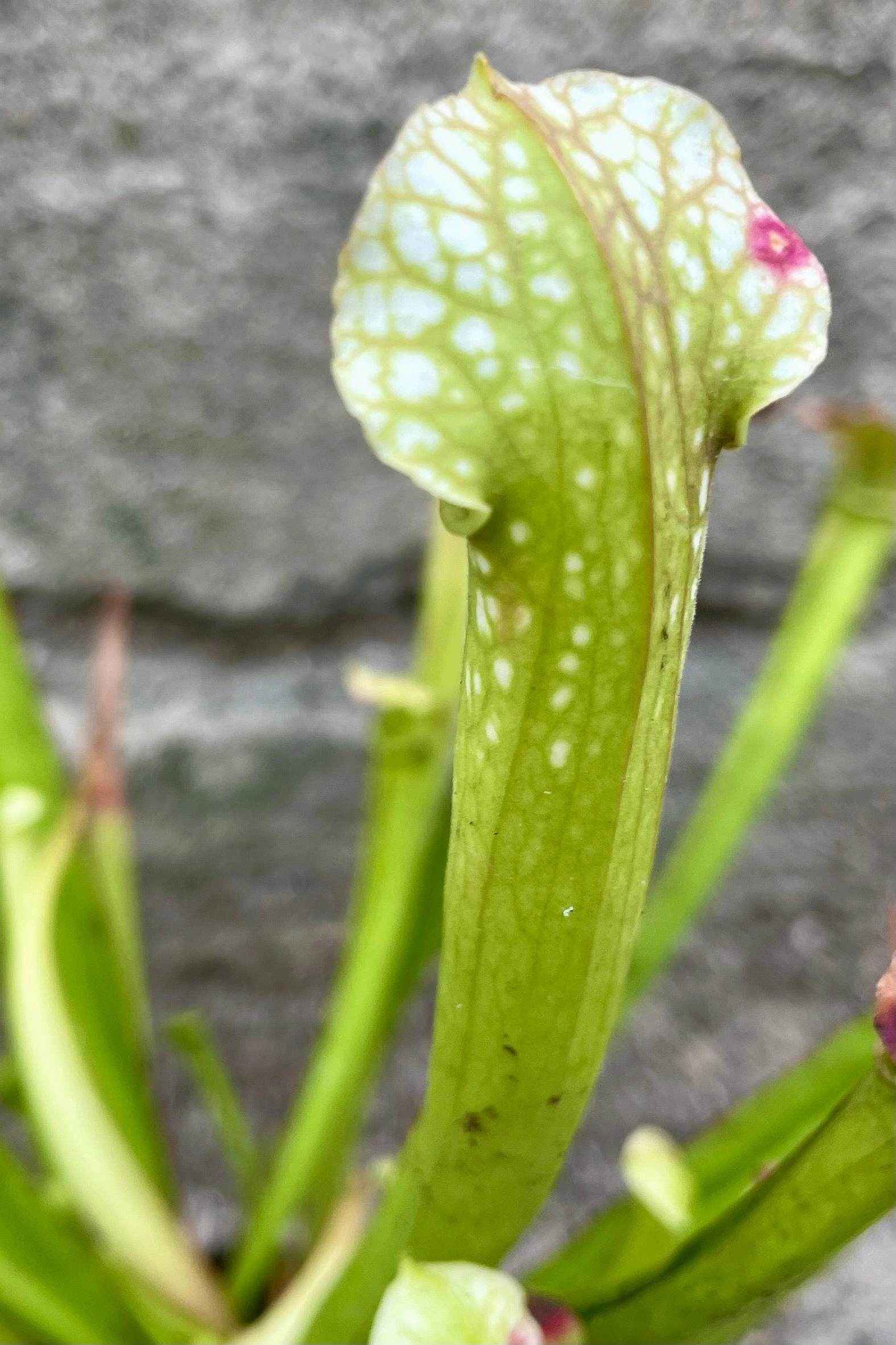 Sarracenia 3"