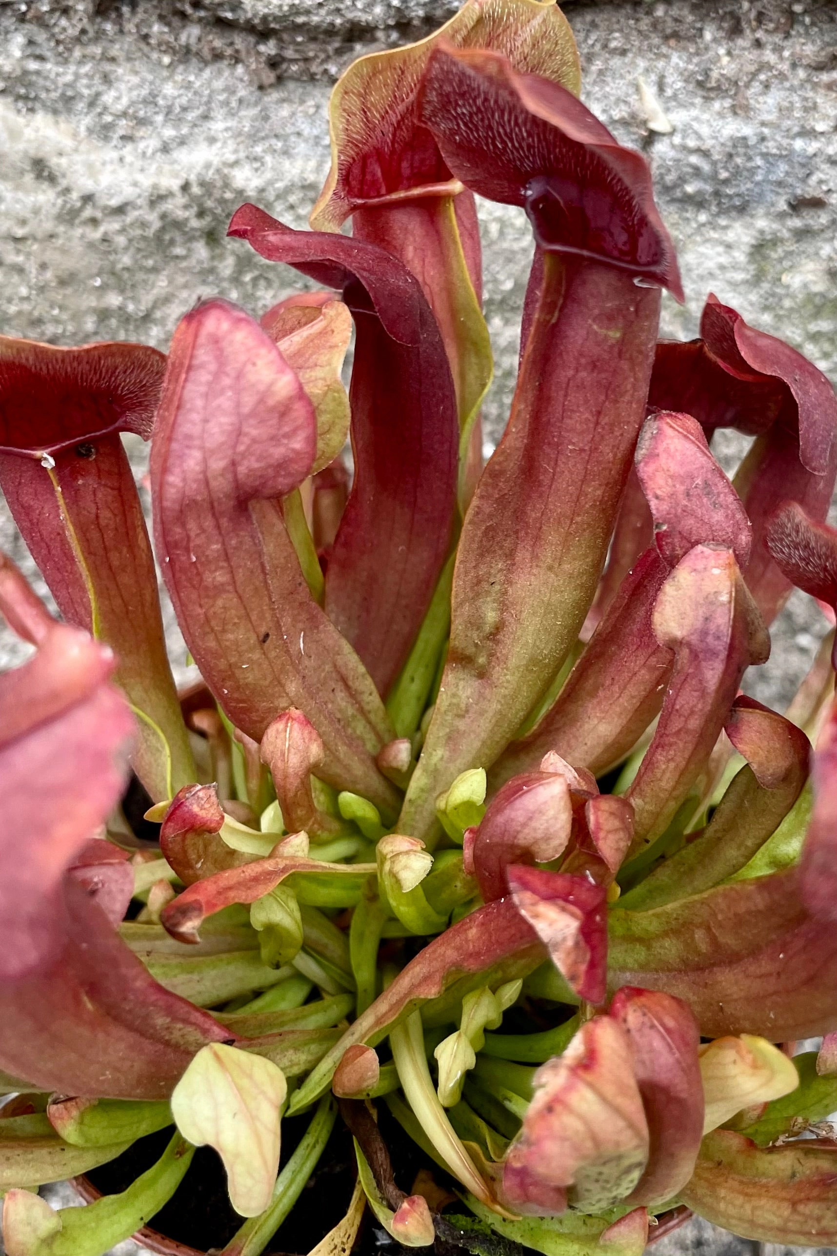 Sarracenia 3"