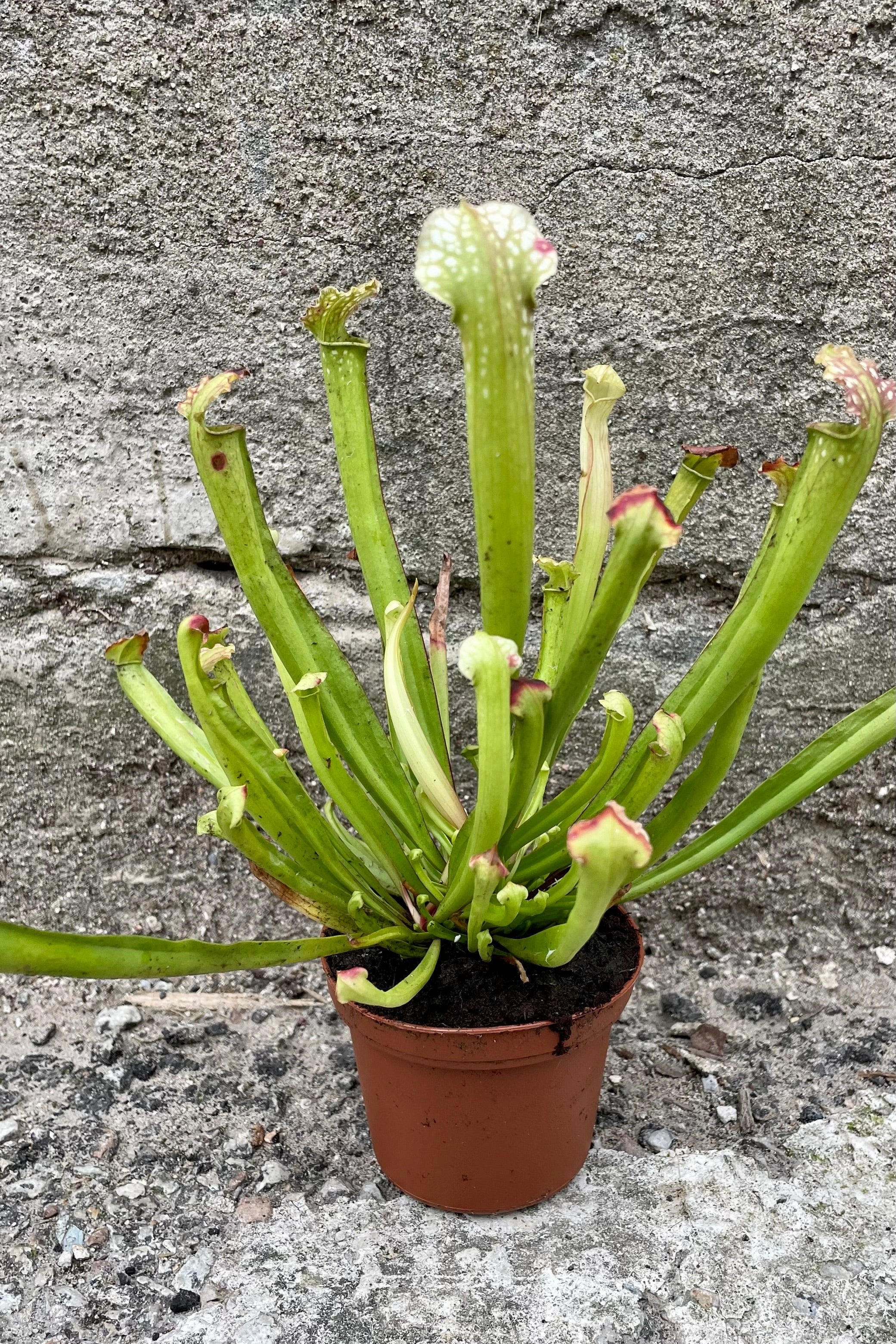 Sarracenia 3"