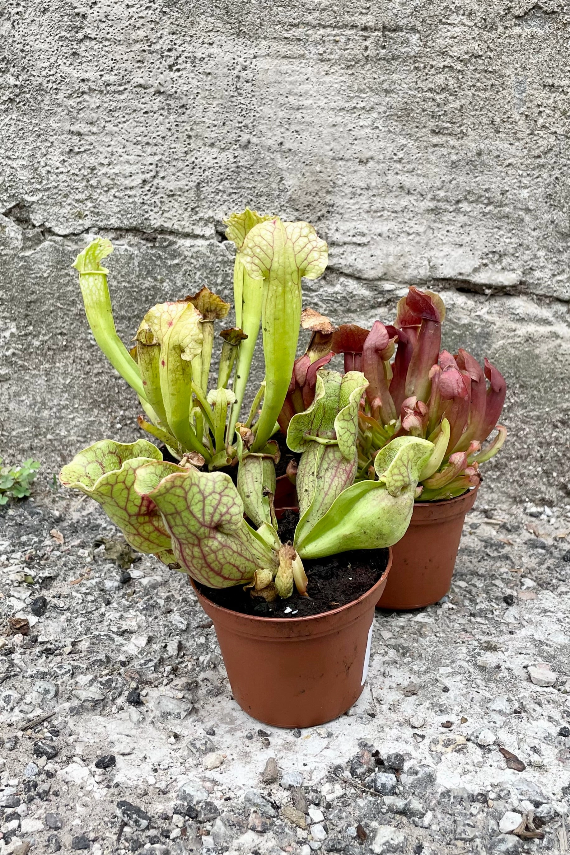 Sarracenia 3"