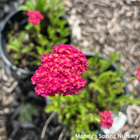 Sassy Summer Taffy Yarrow | Achillea traditional flower vase  