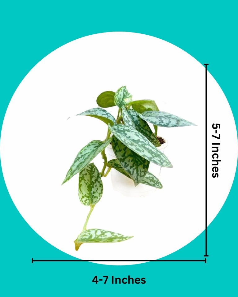 Satin Pothos Argyraeus