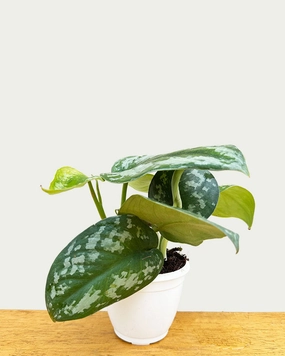 Satin Pothos Argyraeus medium flower pot  