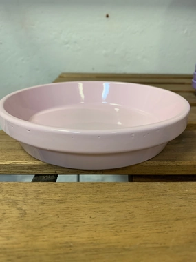 Saucer - Dusty Rose plant seeds  