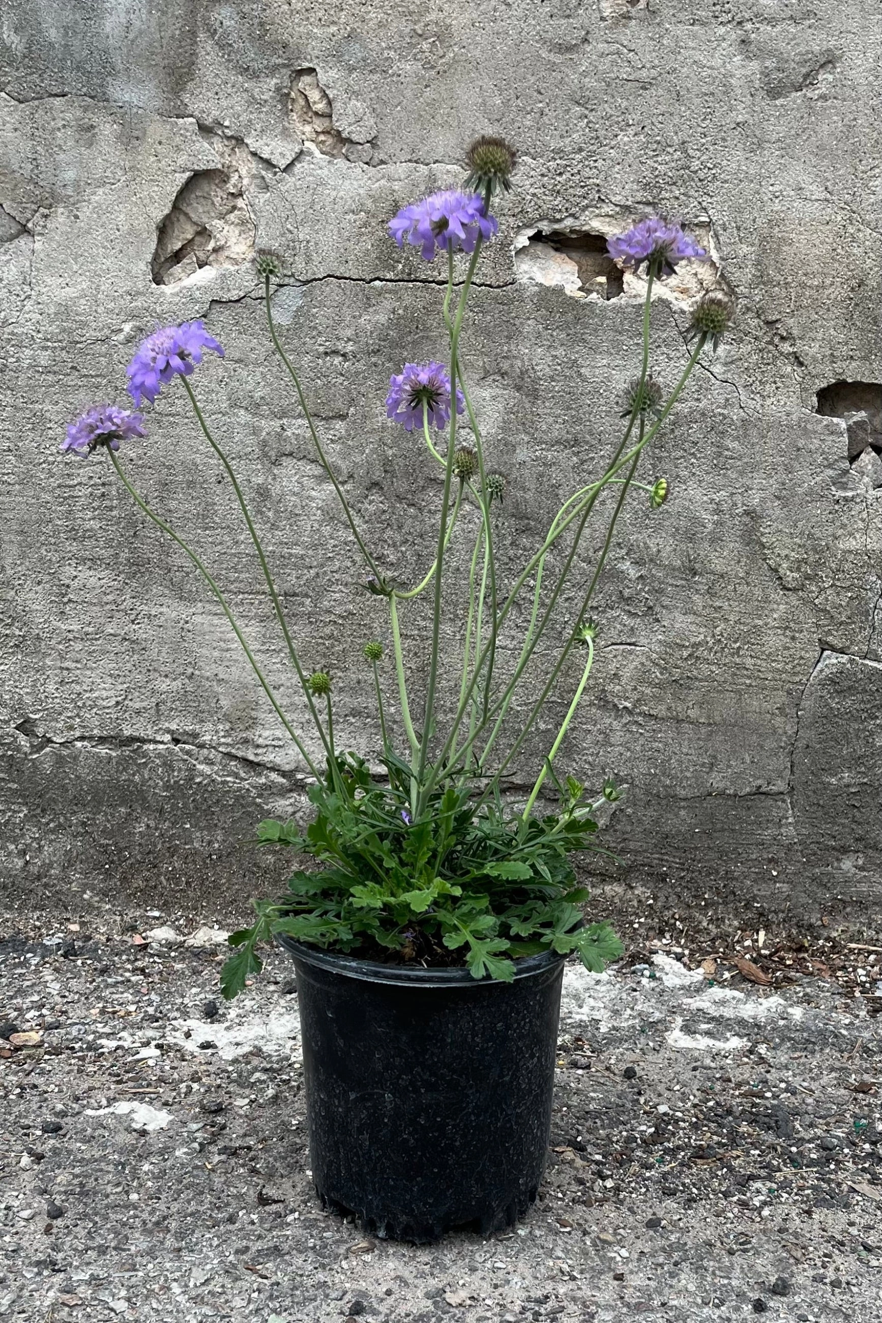 Scabiosa c.  'Butterfly Blue' #1