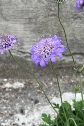 Scabiosa c.  'Butterfly Blue' #1 decorative flowerpot  