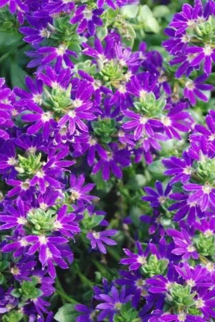Scaevola (assorted) 4.5"