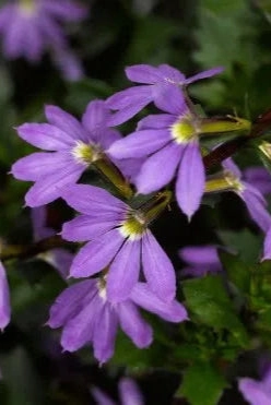 Scaevola (assorted) 4.5"