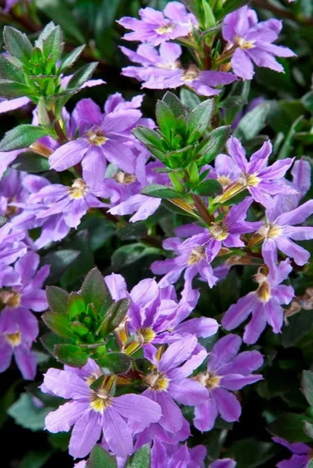 Scaevola (assorted) 4.5"