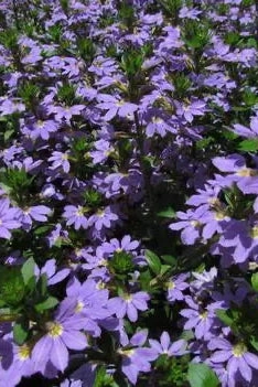 Scaevola (assorted) 4.5"