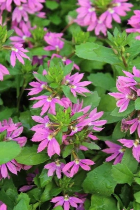 Scaevola (assorted) 4.5" decorative flowerpot  