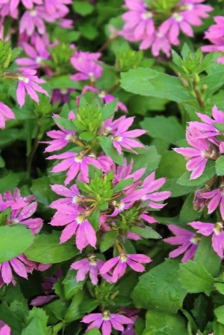 Scaevola (assorted) 4.5" decorative flowerpot  