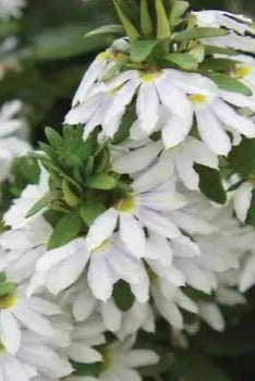 Scaevola (assorted) 4.5"
