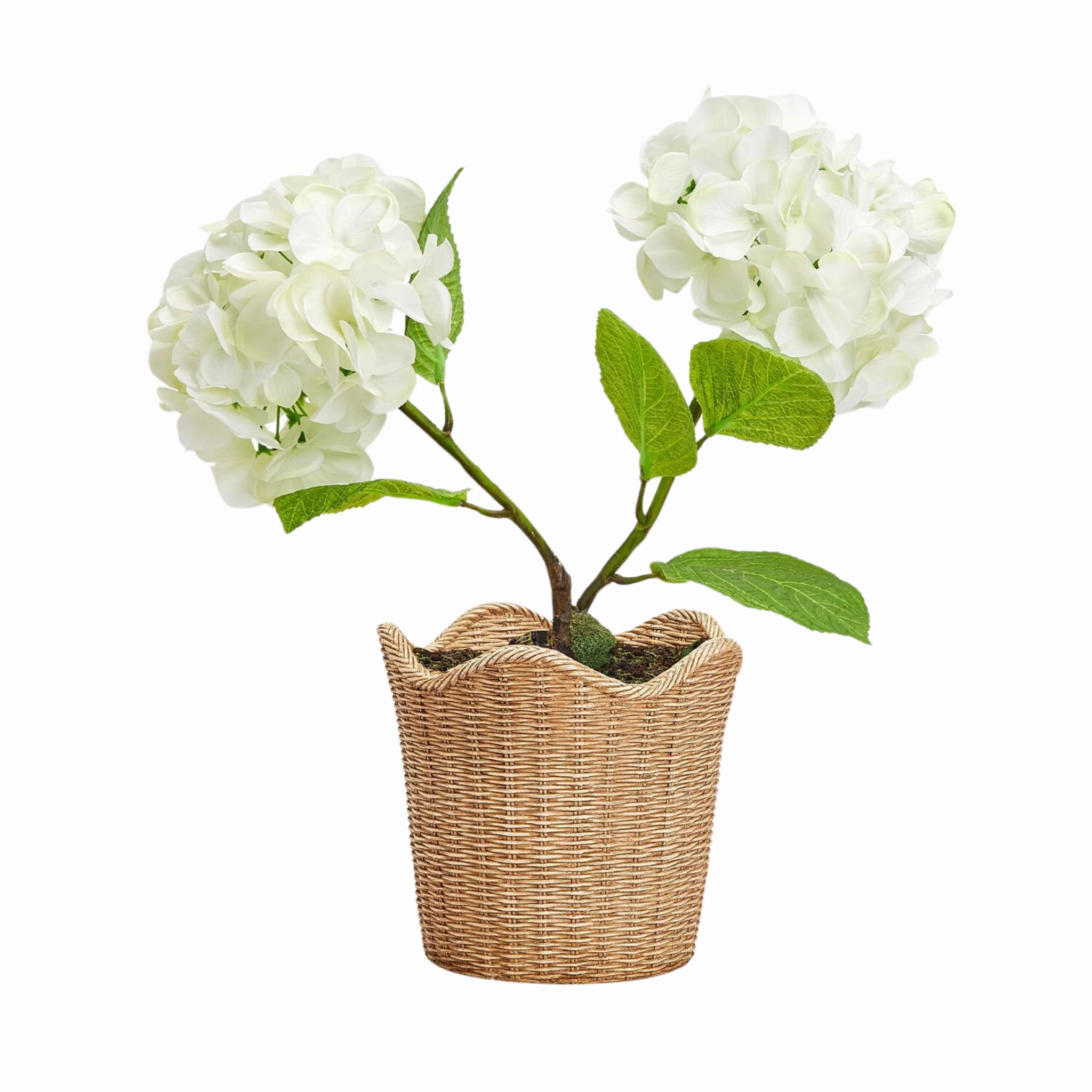 Scalloped Edge Basket Weave Pattern Cachepot