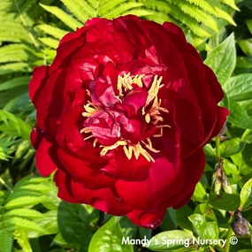 Scarlet Heaven Itoh Peony | Paeonia traditional flower vase  