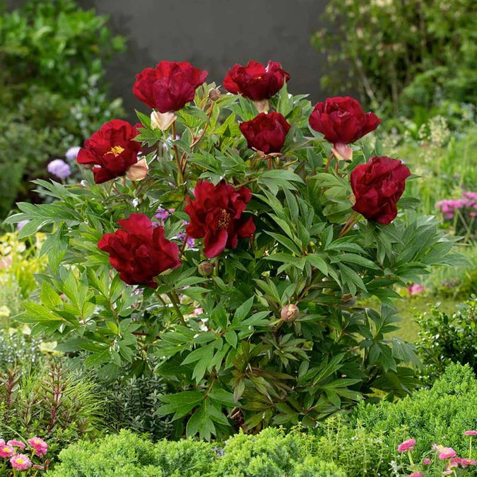 Scarlet Heaven Itoh Peony | Paeonia