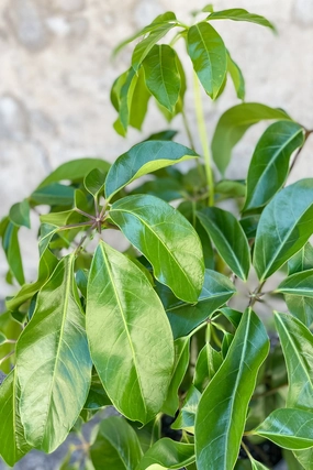 Schefflera actinophylla 'Amate' 10" medium flower pot  