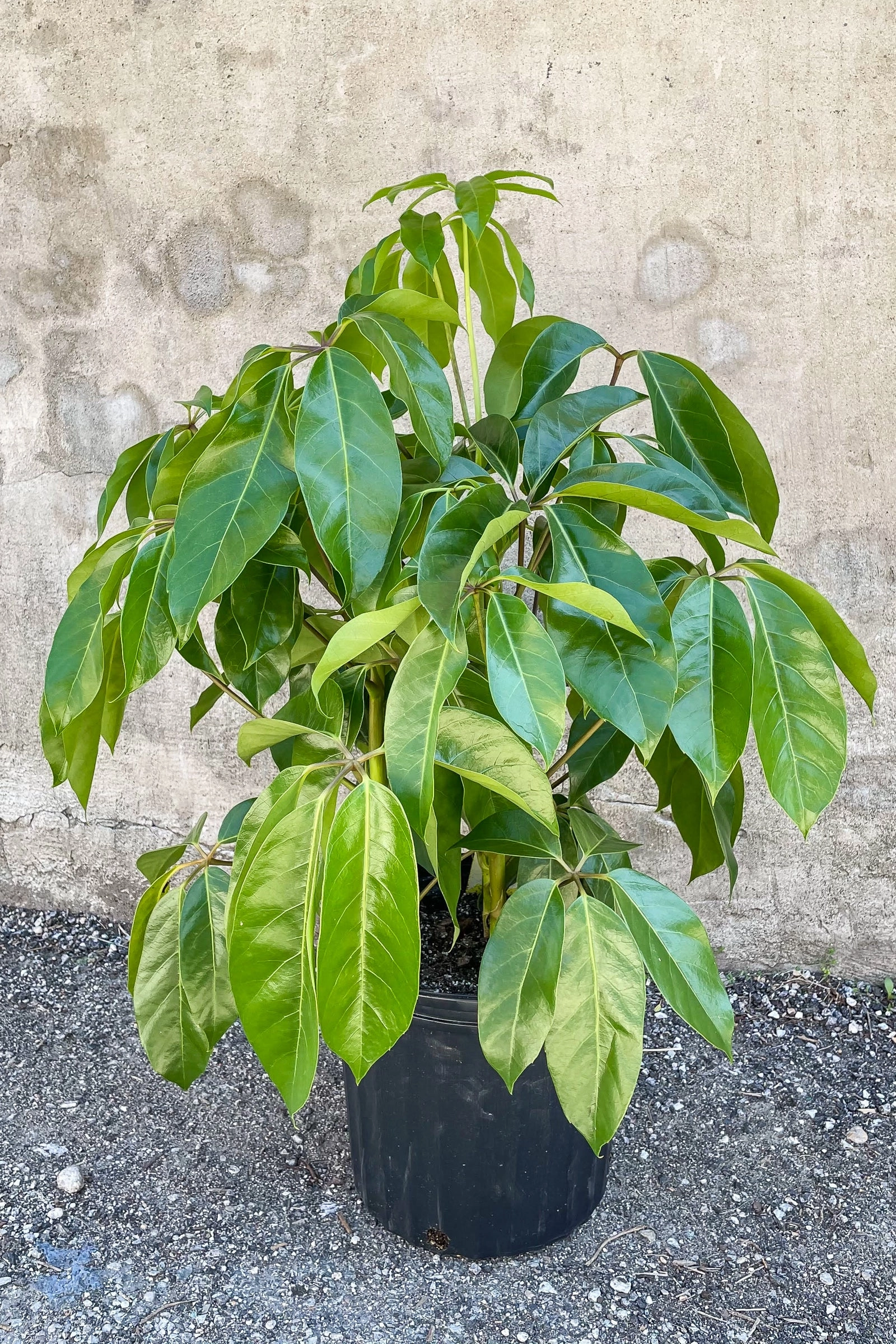 Schefflera actinophylla 'Amate' 10"