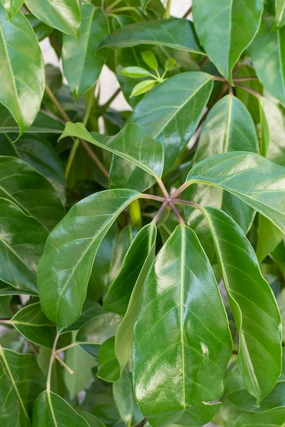 Schefflera actinophylla 'Amate' 14" medium flower pot  