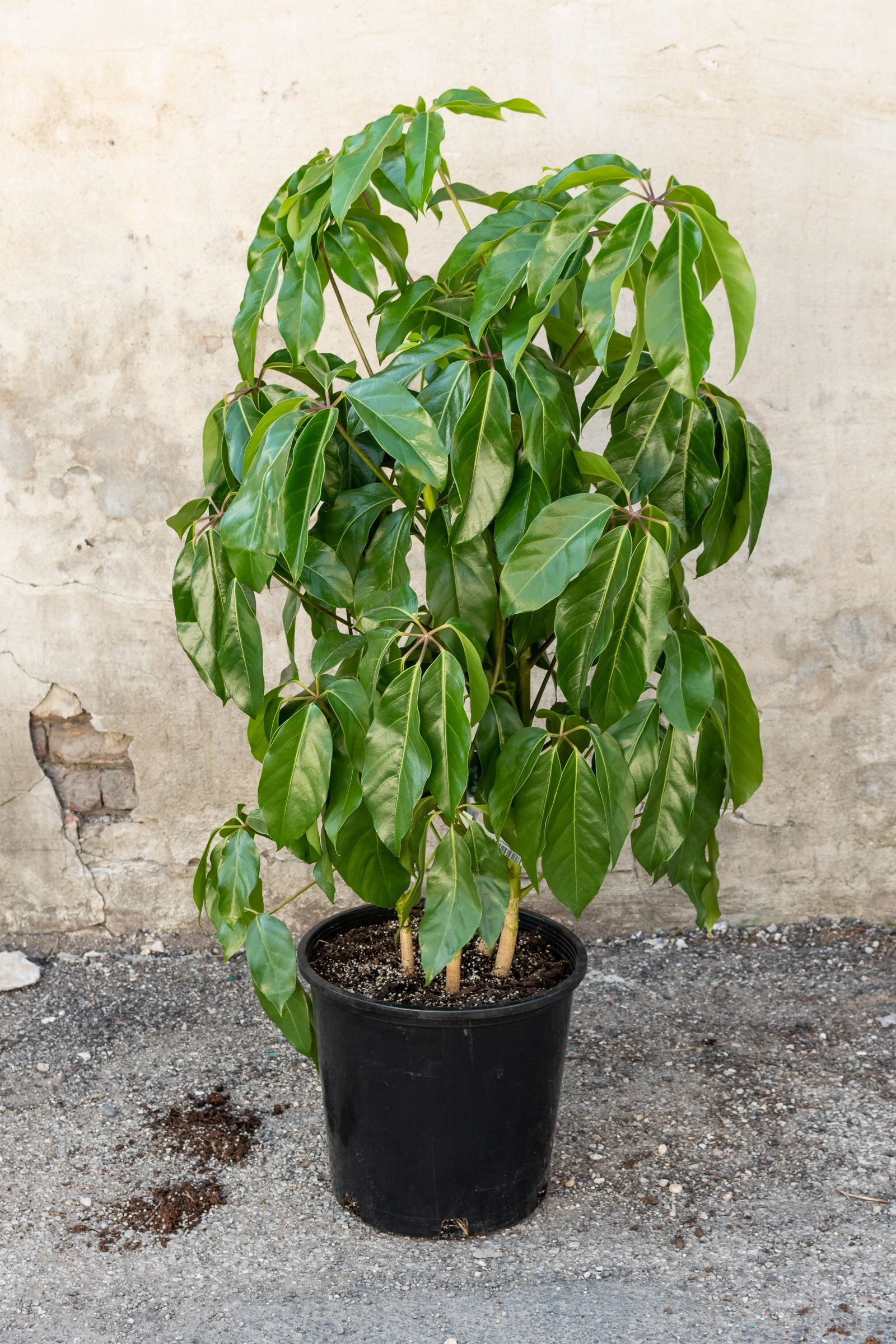 Schefflera actinophylla 'Amate' 14"