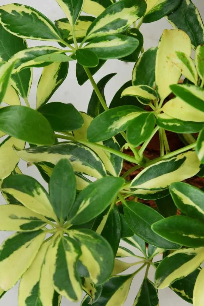 Schefflera Variegated Plant