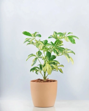 Schefflera Variegated Plant medium flower pot  
