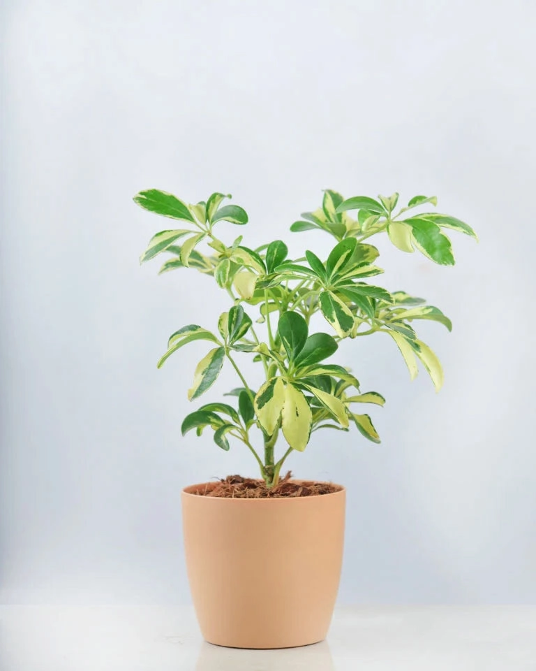 Schefflera Variegated Plant medium flower pot  