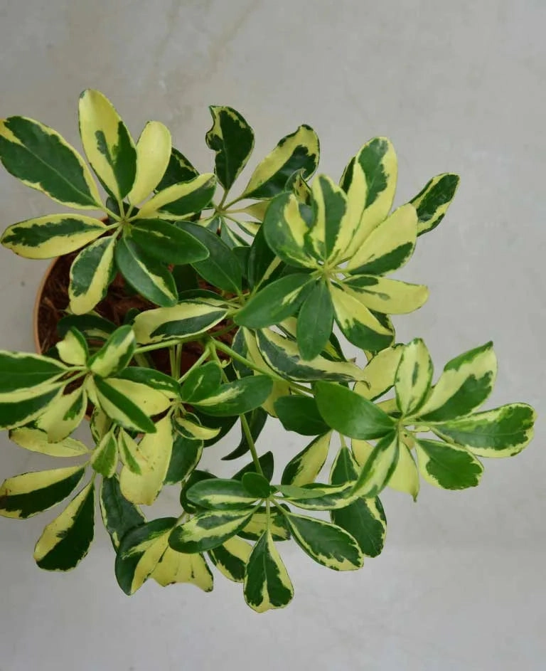 Schefflera Variegated Plant