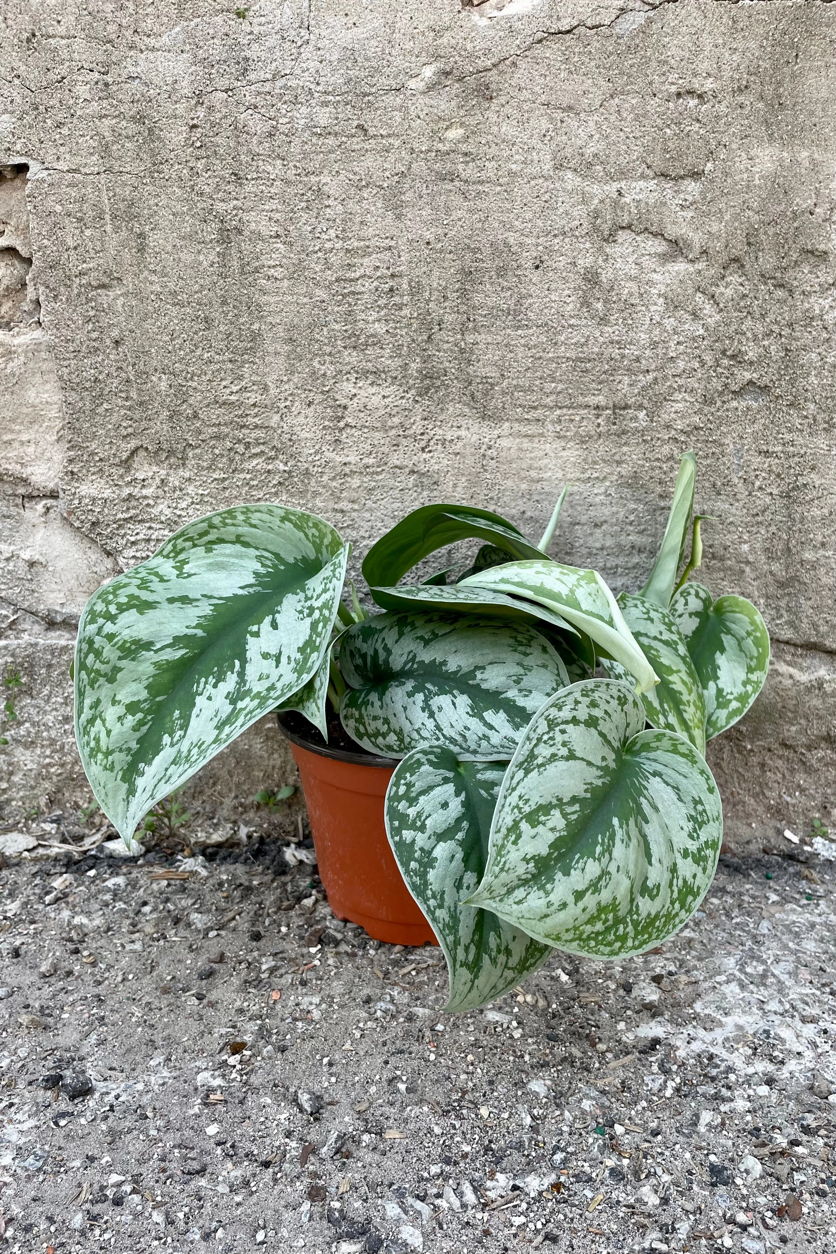 Scindapsus pictus 6"