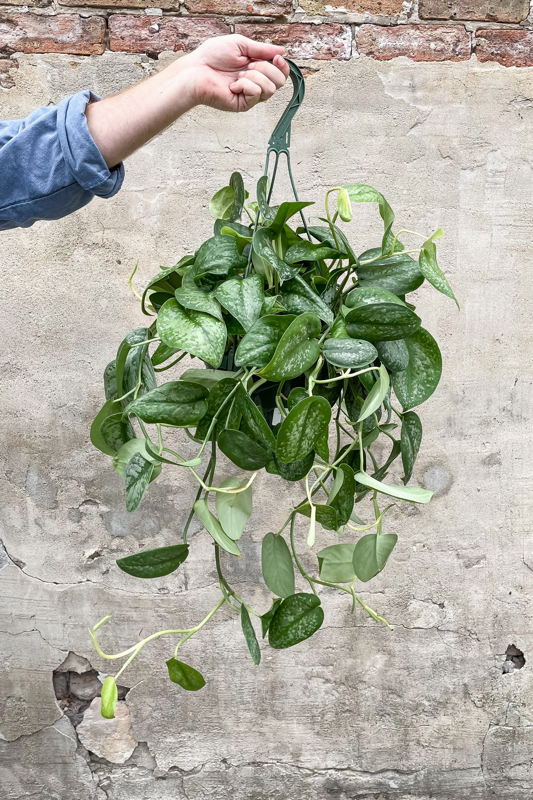 Scindapsus pictus 8"