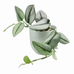 Scindapsus Treubii Moonlight large flower pot  