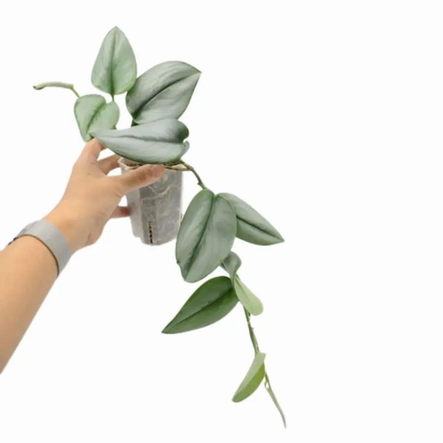 Scindapsus Treubii Moonlight