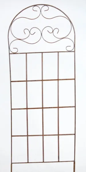 SCROLL TOP TRELLIS dried flower branch  