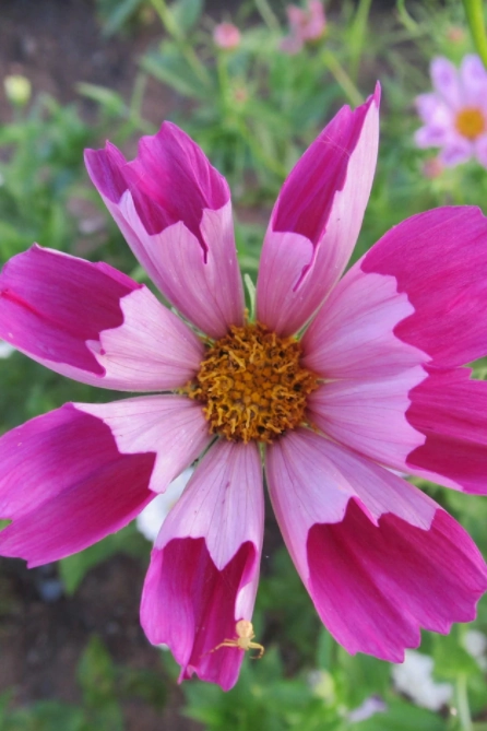 Sea Shells Cosmos Seeds Art Pack