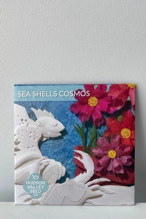Sea Shells Cosmos Seeds Art Pack decorative flowerpot  