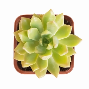 Sedeveria Markus mini ornamental plant  