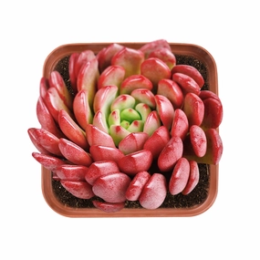 Sedeveria Pink Ruby mini ornamental plant  