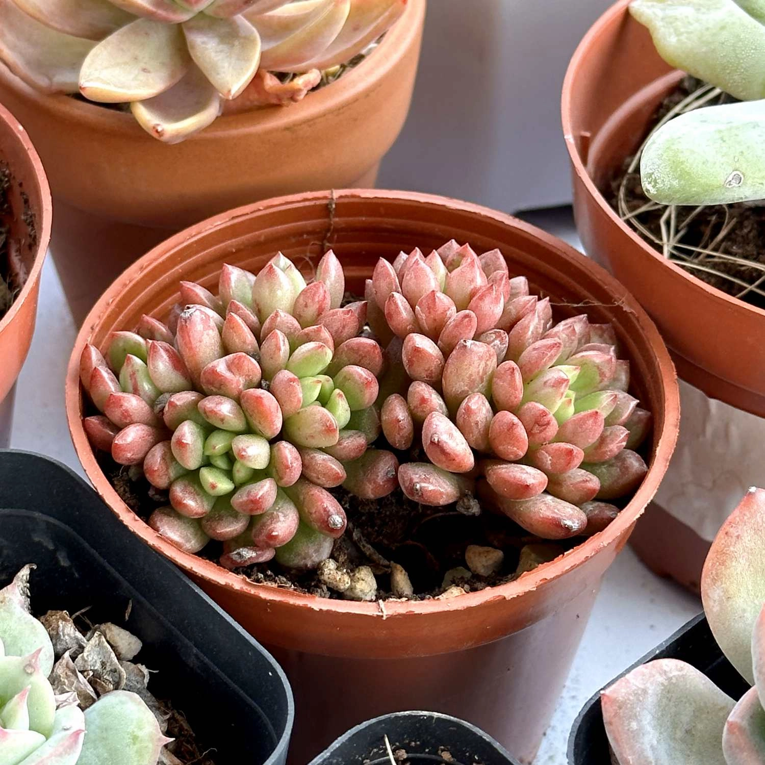 Sedeveria Pink Ruby