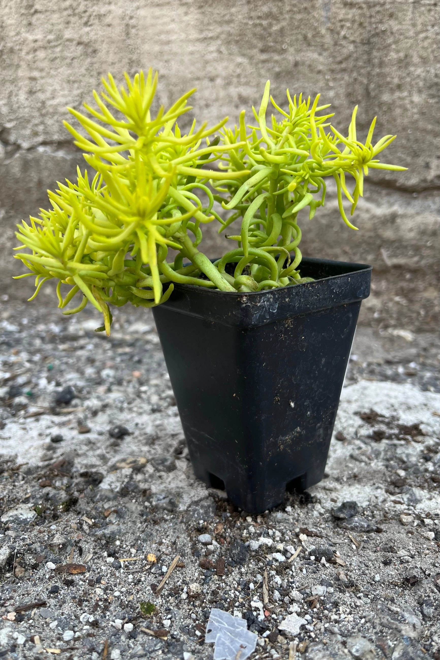 Sedum 'Angelina' 2.5
