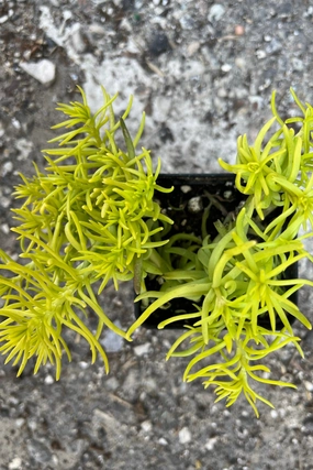 Sedum 'Angelina' 2.5 decorative flowerpot  